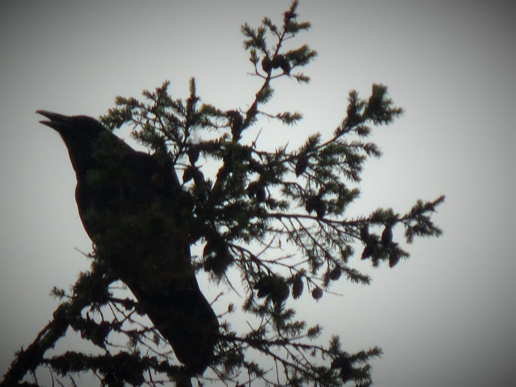 Crow in Tree Tops