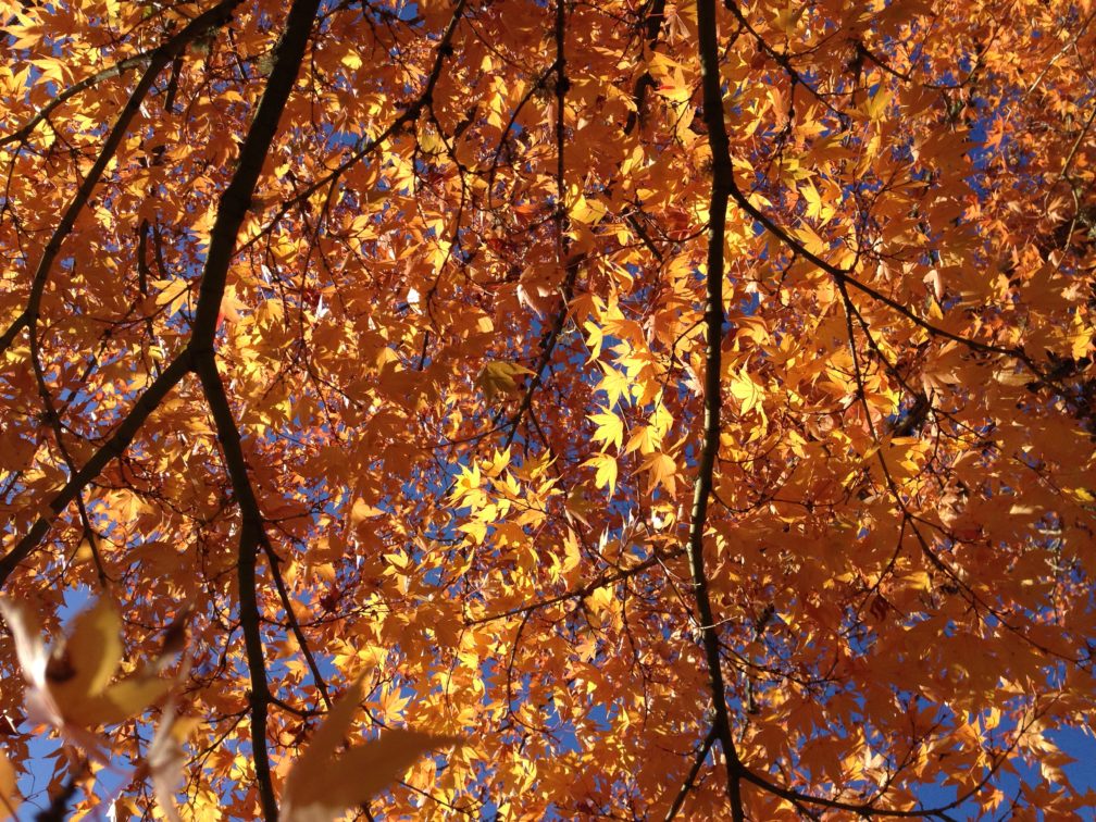 Autumn Vine Maple